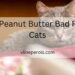 Is Peanut Butter Bad For Cats